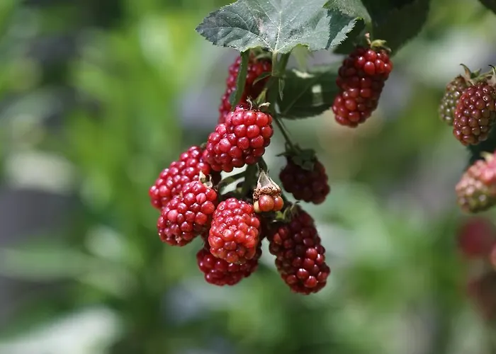 Limon Apart Akyaka (Mugla)